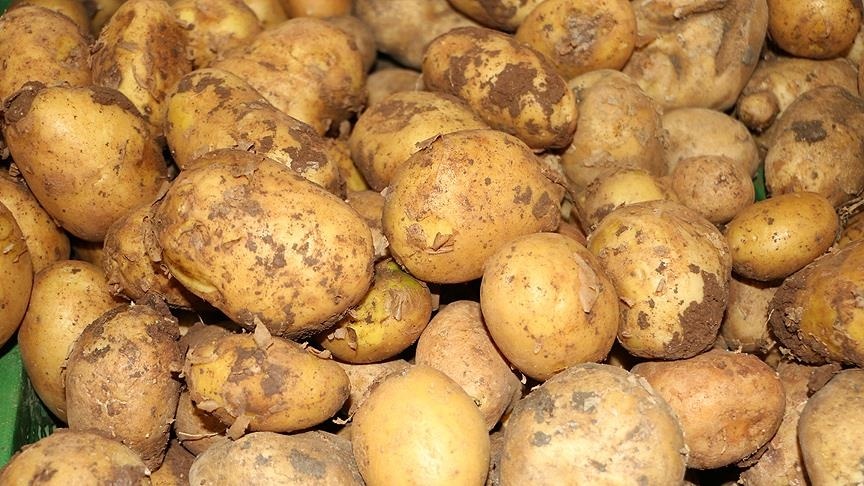 Türkiye'de sezonun son patatesleri Sivas'ta sökülüyor