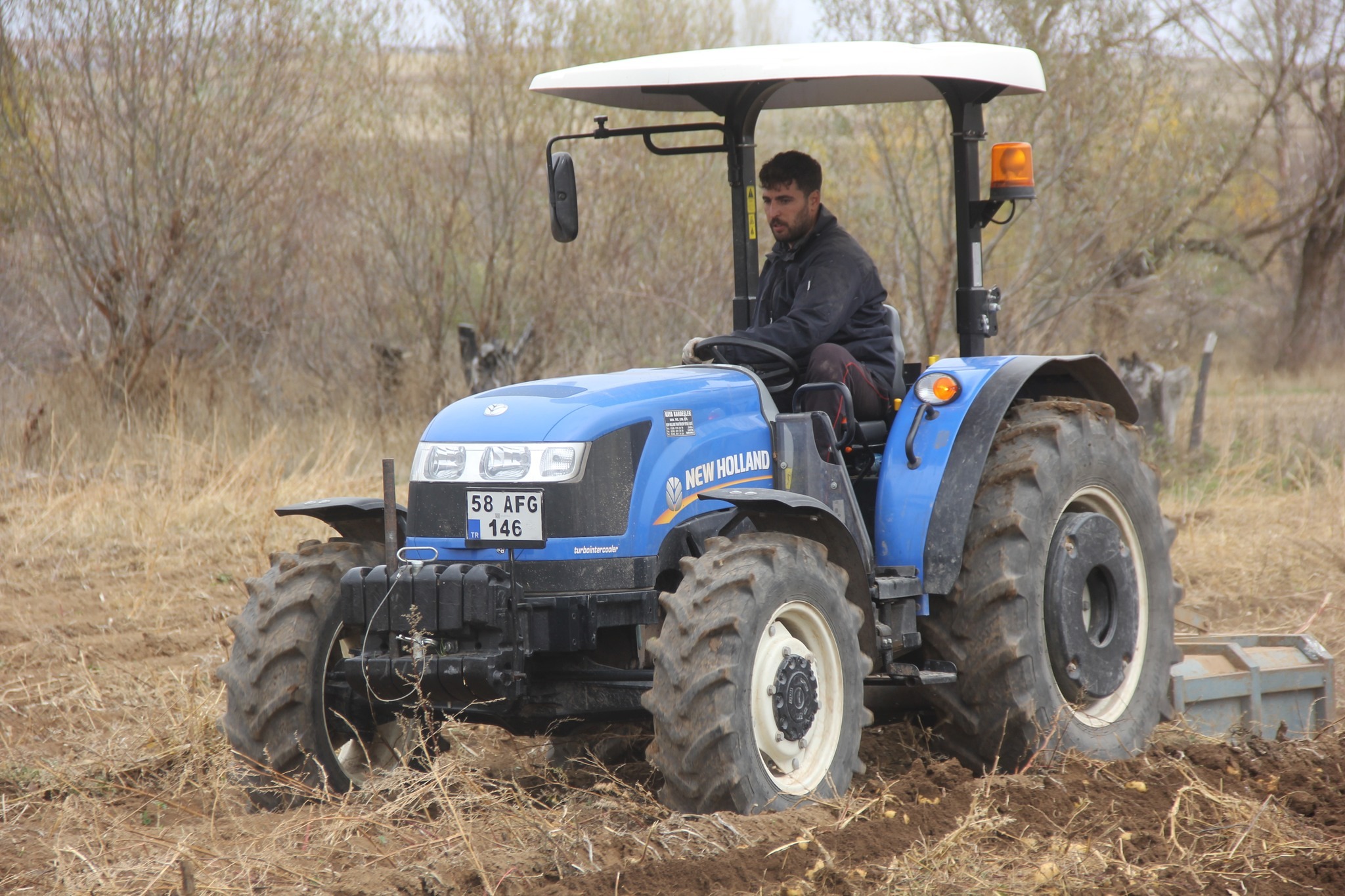 Sivas'ta patates hasadı sürüyor!