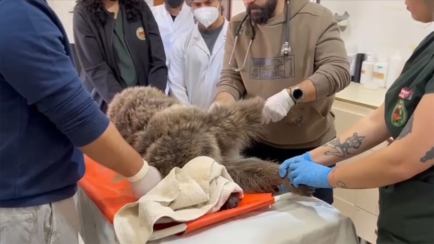 Bitkin bulunan yaralı bozayının tedavisi sürüyor