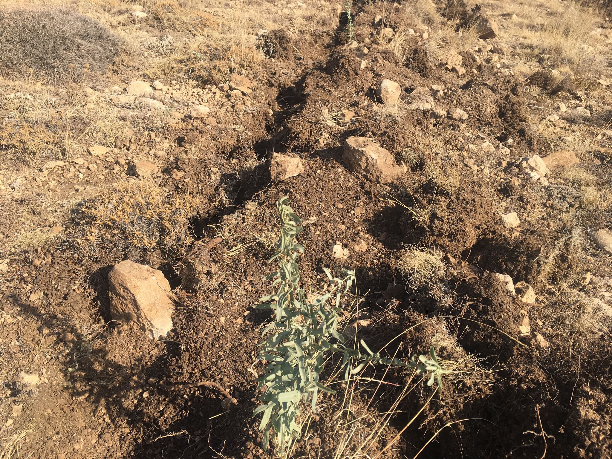 Sivas'ta meralar Amerikan tuz çalısı ile ıslah ediliyor