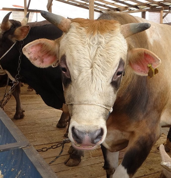 Uzmanından ’Deli dana’ uyarısı