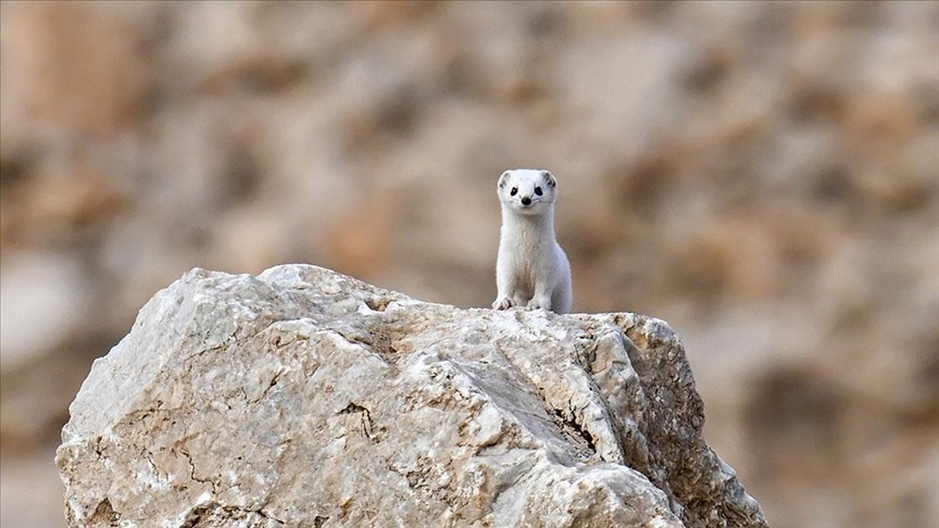 Nesli koruma altındaki beyaz gelincik görüntülendi
