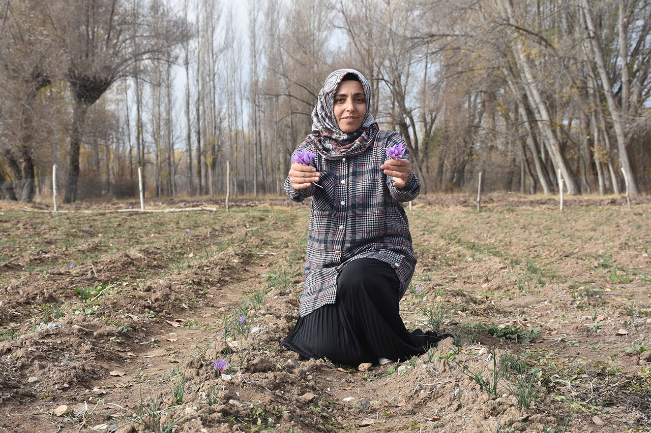 Eşinin Kaybı, Sivaslı Kadını Safran Yetiştiriciliğine Yönlendirdi