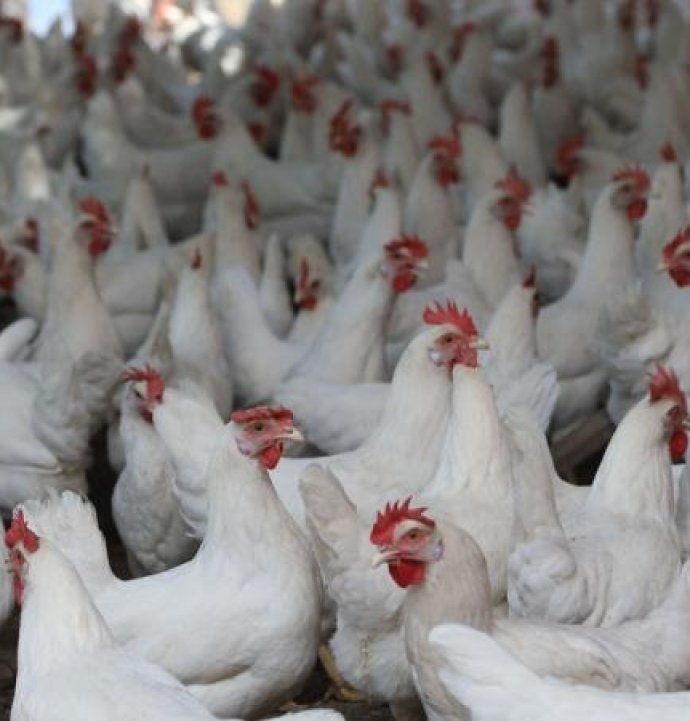 Tavuk eti üretimi arttı