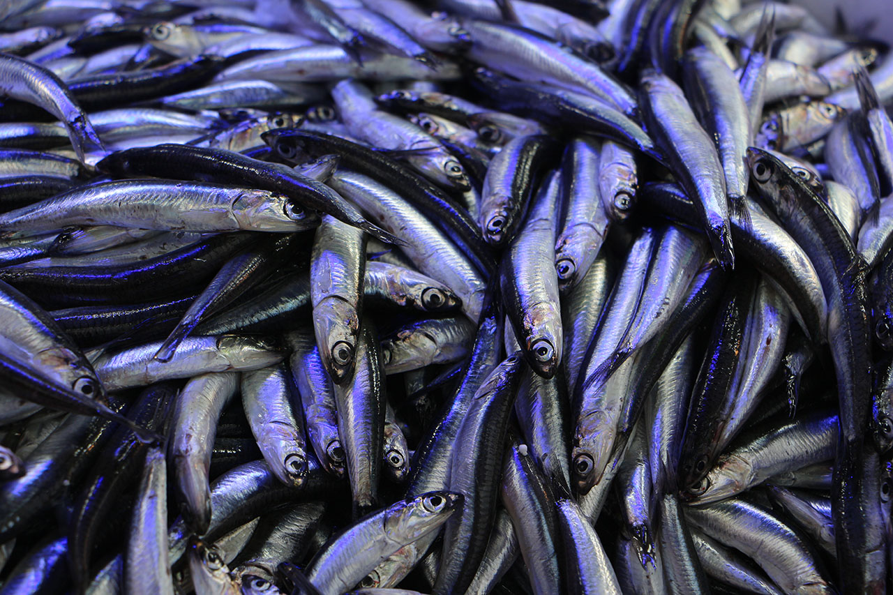 Hava soğudu, balık tezgahları hamsi ile doldu