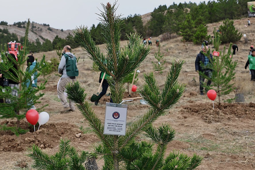11 Kasım’da Fidan Rekoru Kırıldı