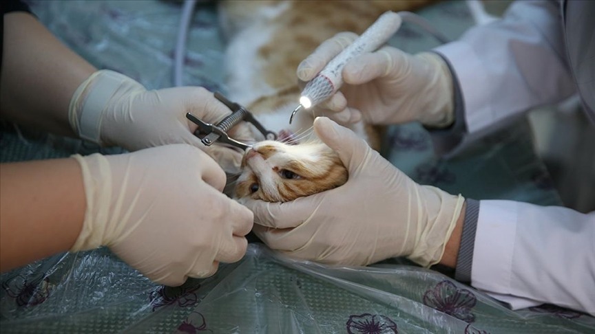 "Can dostlar"a uzmanlardan ağız ve diş tedavisi hizmeti