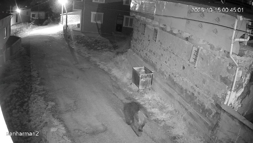 Ayılar neden kış uykusuna giremiyor? Sivas'tan açıklama var