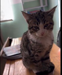 Sivas’ta Sokak Kedisi Soğuktan Okula Sığındı