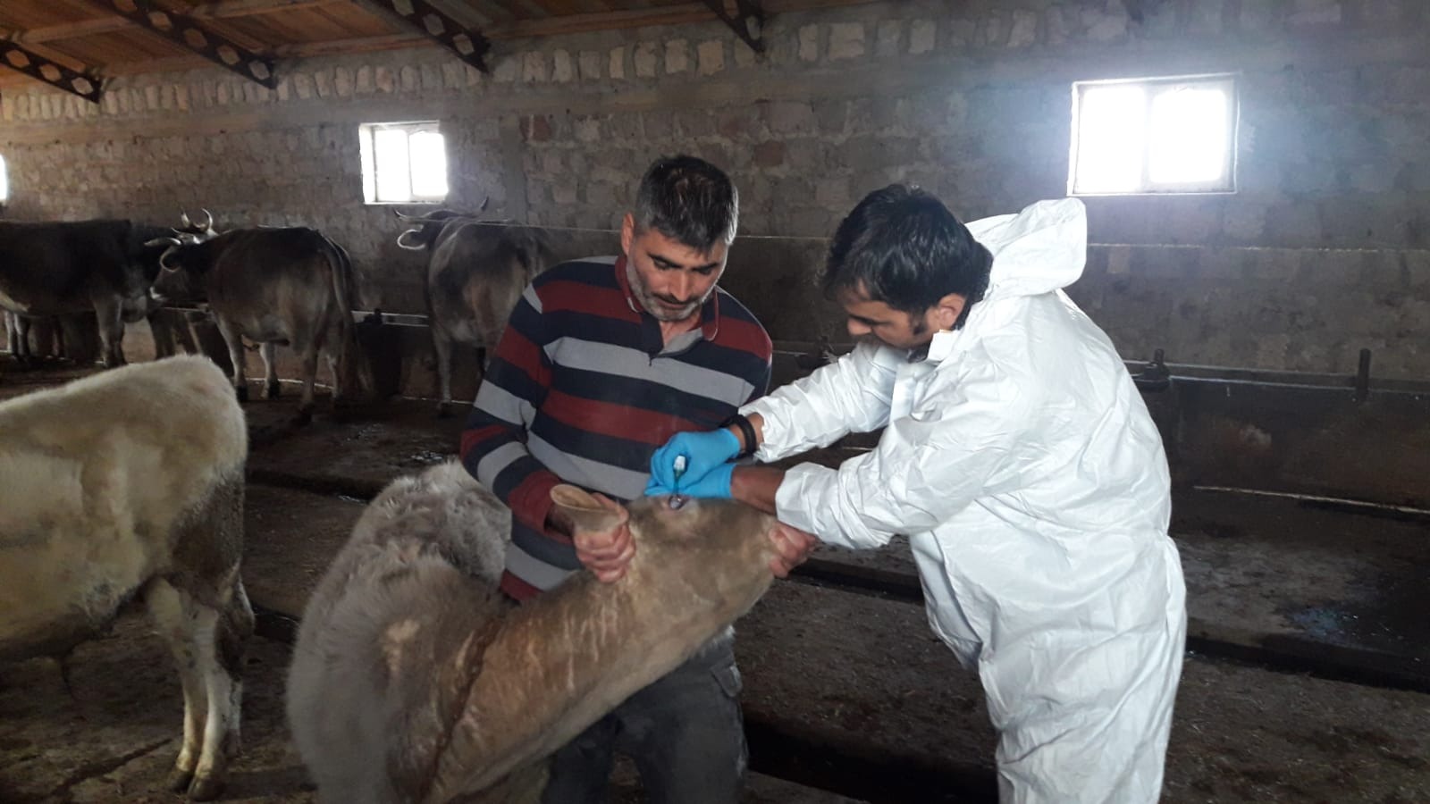 Sivas’ta Büyükbaş Hayvanlarda Rapel Şap Aşılaması Başladı