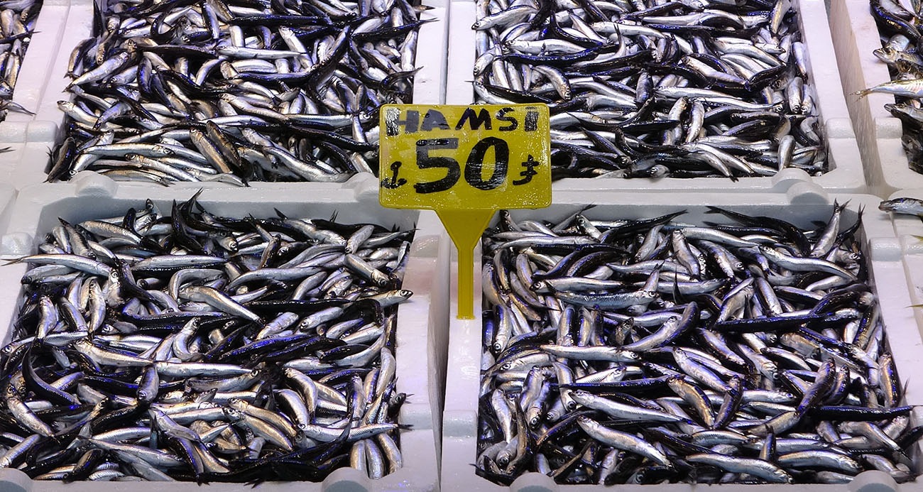 Son 35 yılın en bereketli hamsi sezonunu yaşıyor