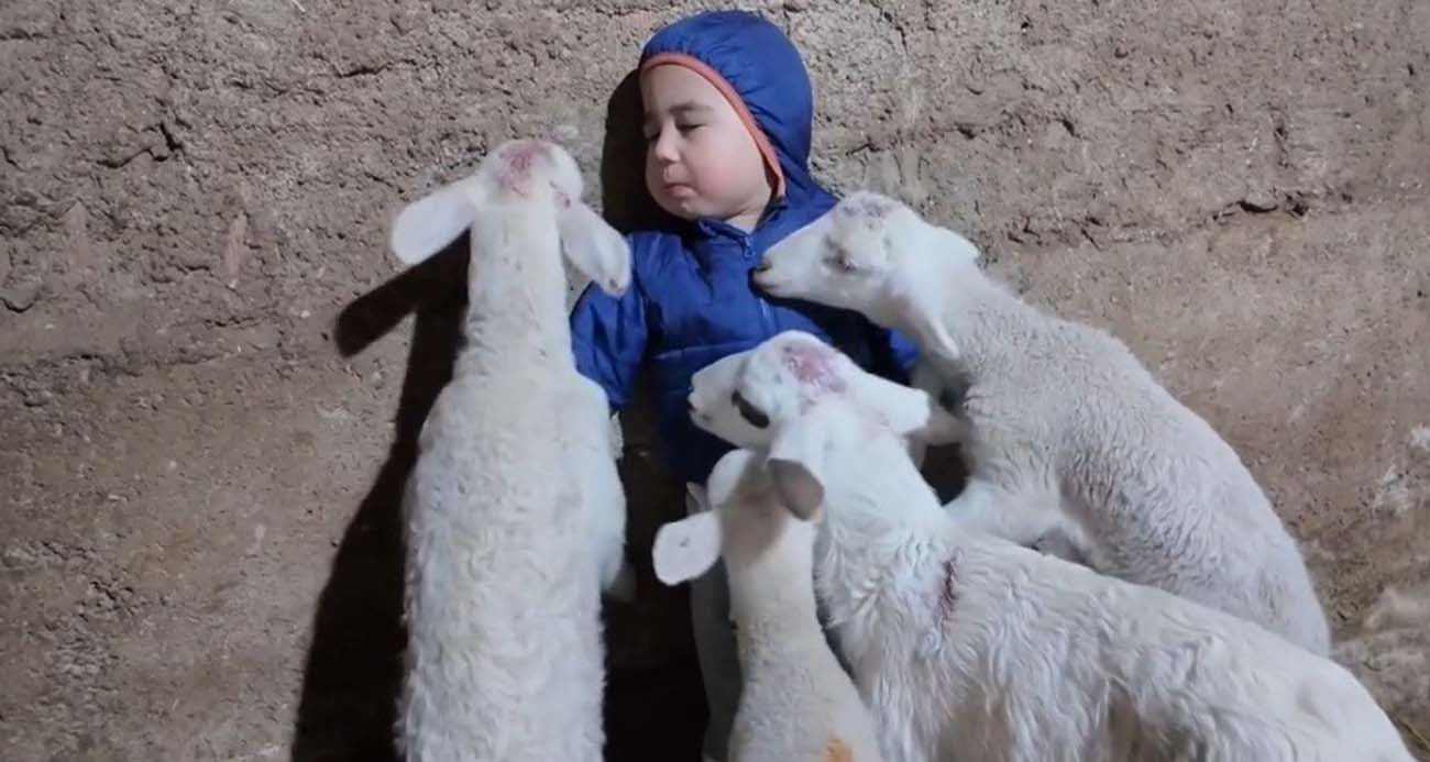 Kuzuların arasında kalan minik