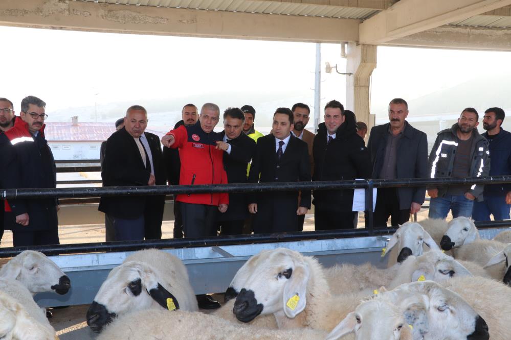 Küçükbaş Hayvancılığa Yüzde 70 Hibeli Büyük Destek
