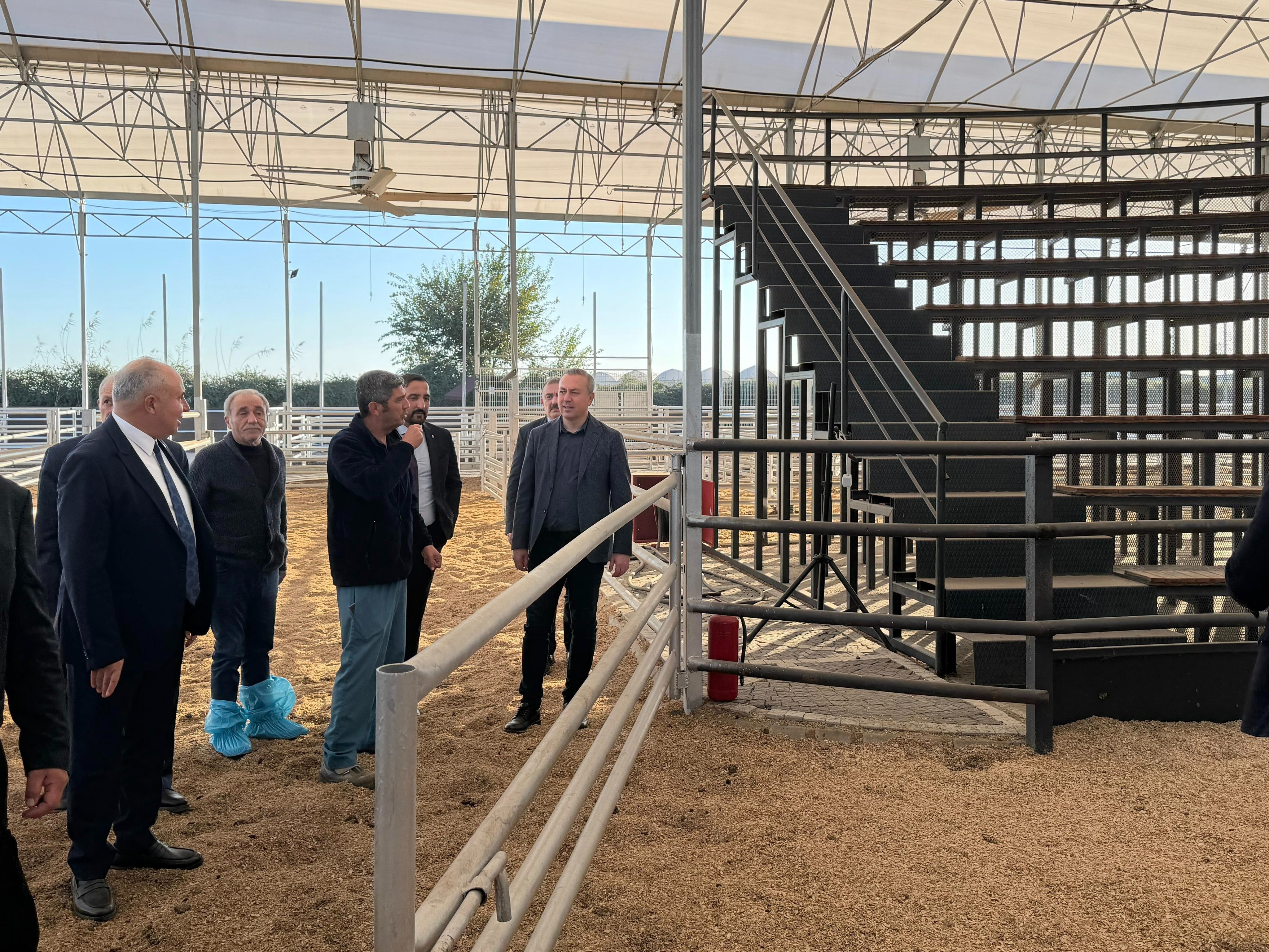 Adana’daki hayvan mezatı modeli Sivas’a geliyor