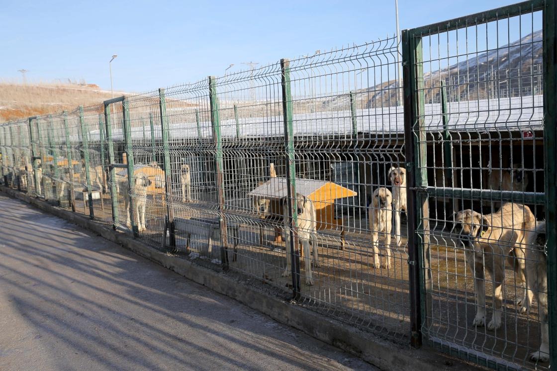 Adem Uzun müjdeyi verdi: Sivas’ın hayvan oteli modernleşiyor