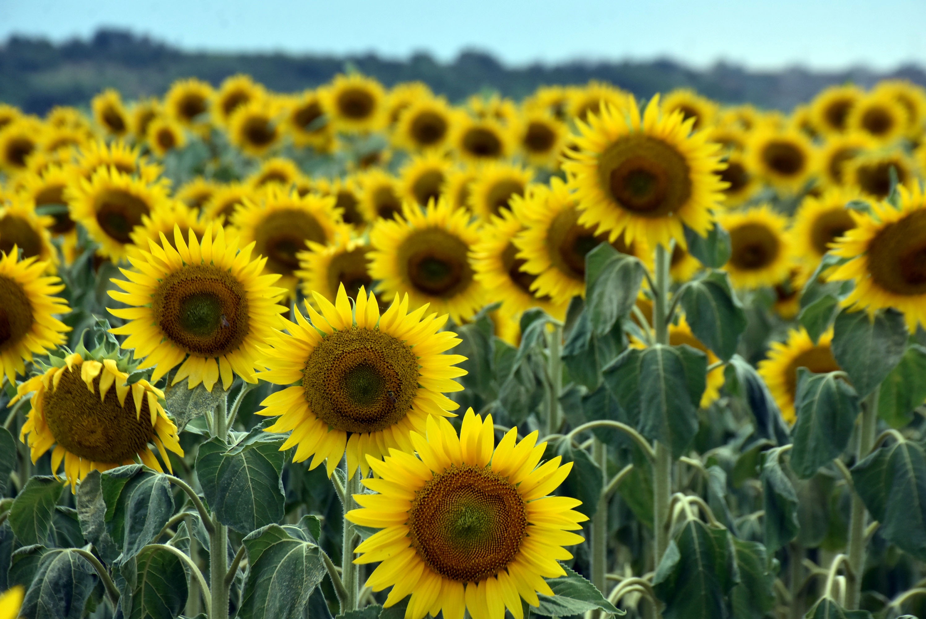 Kuraklık üreticiyi ayçiçeğinden uzaklaşıp, buğday ekimine yönlendirdi