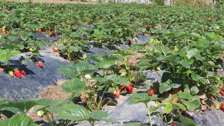 Organik tarım üretimi 1,3 milyon tonu aştı