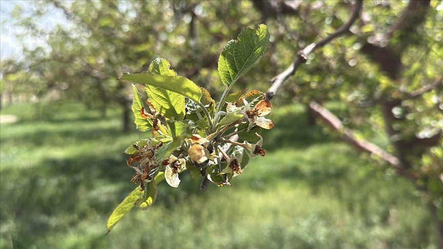 Zirai don nedeniyle çiftçiye 23 milyar tazminat ödendi