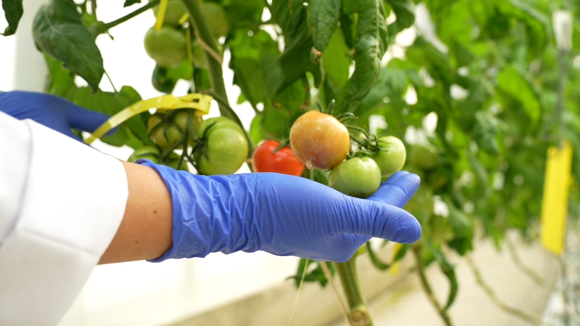 Don zararına karşı yeni nesil bitkiler yolda