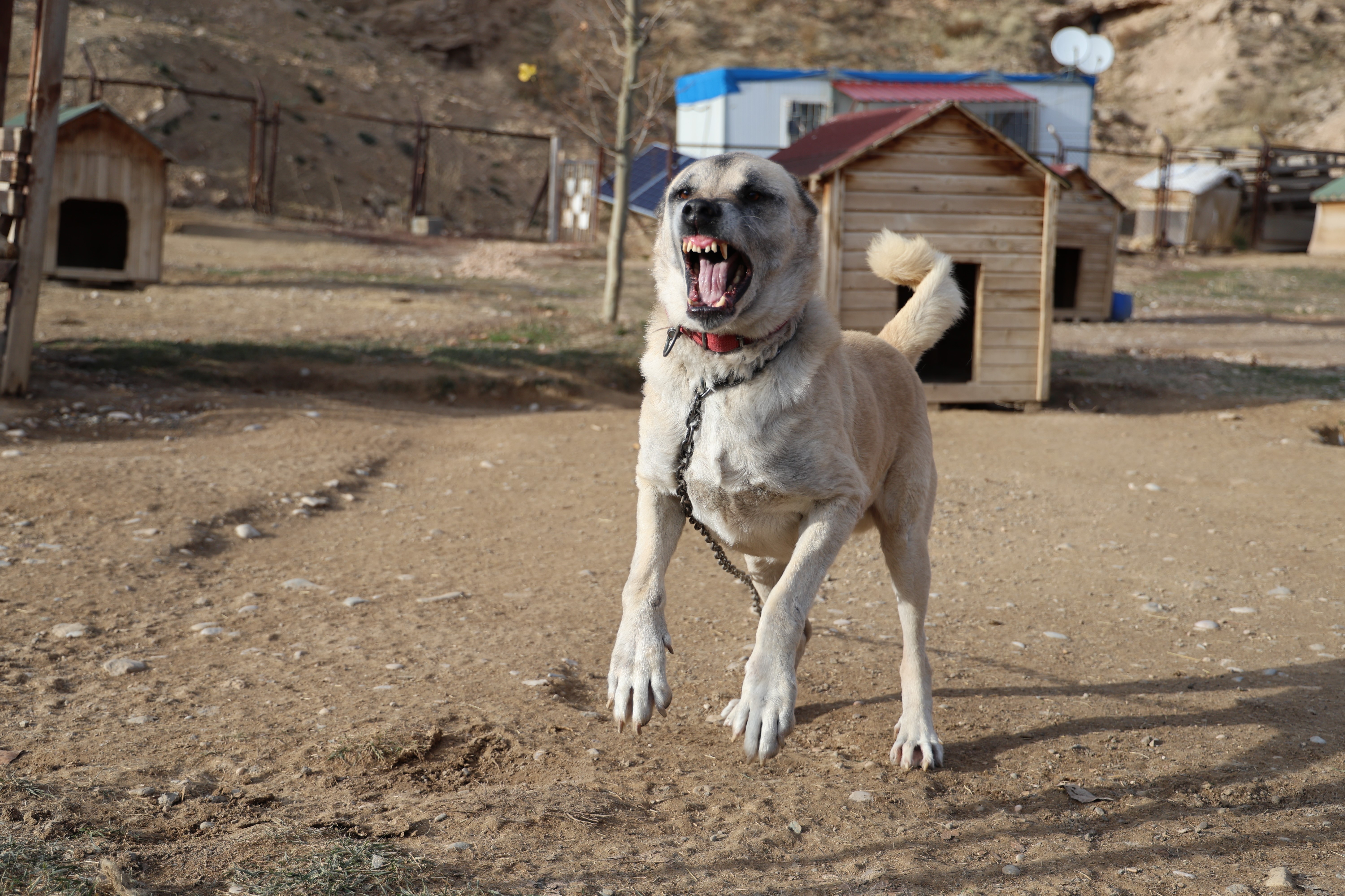 Kangallar kış modunu açtı