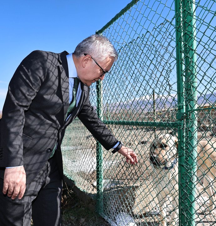 Kangal köpeğinin ırkı korunacak!