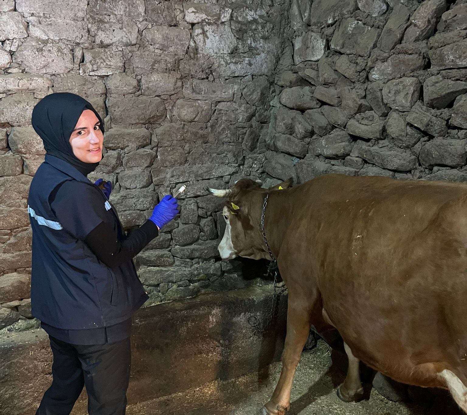 Sivas’ta rapel aşılama çalışmaları sürüyor