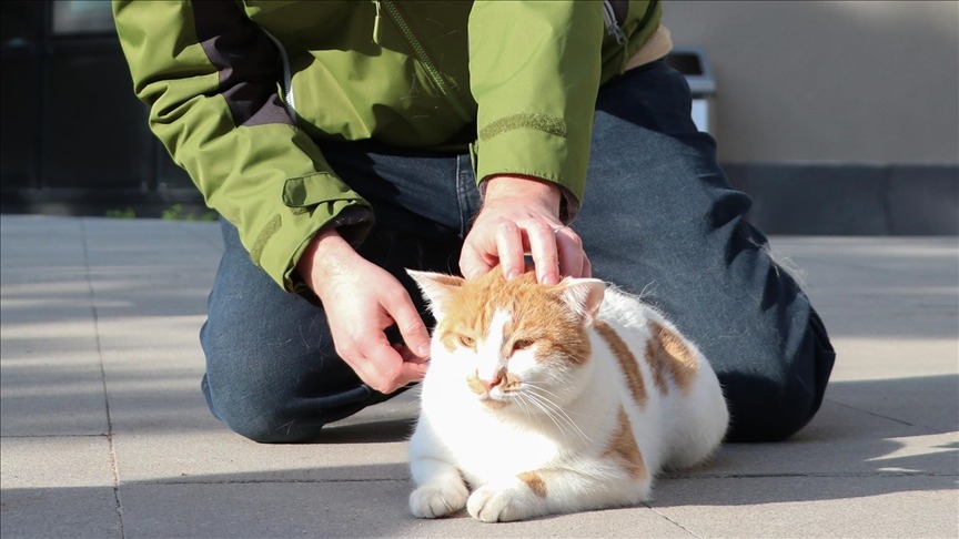 Kediler erkeklerin kendilerini anlamadığını düşünüyor