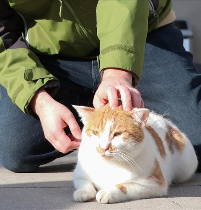 Kediler erkeklerin kendilerini anlamadığını düşünüyor