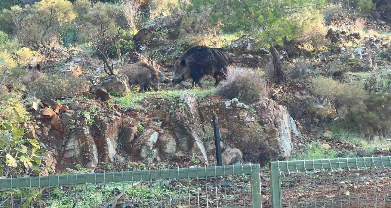 Domuz istilası sürüyor: "Yeni adres mezarlıklar"