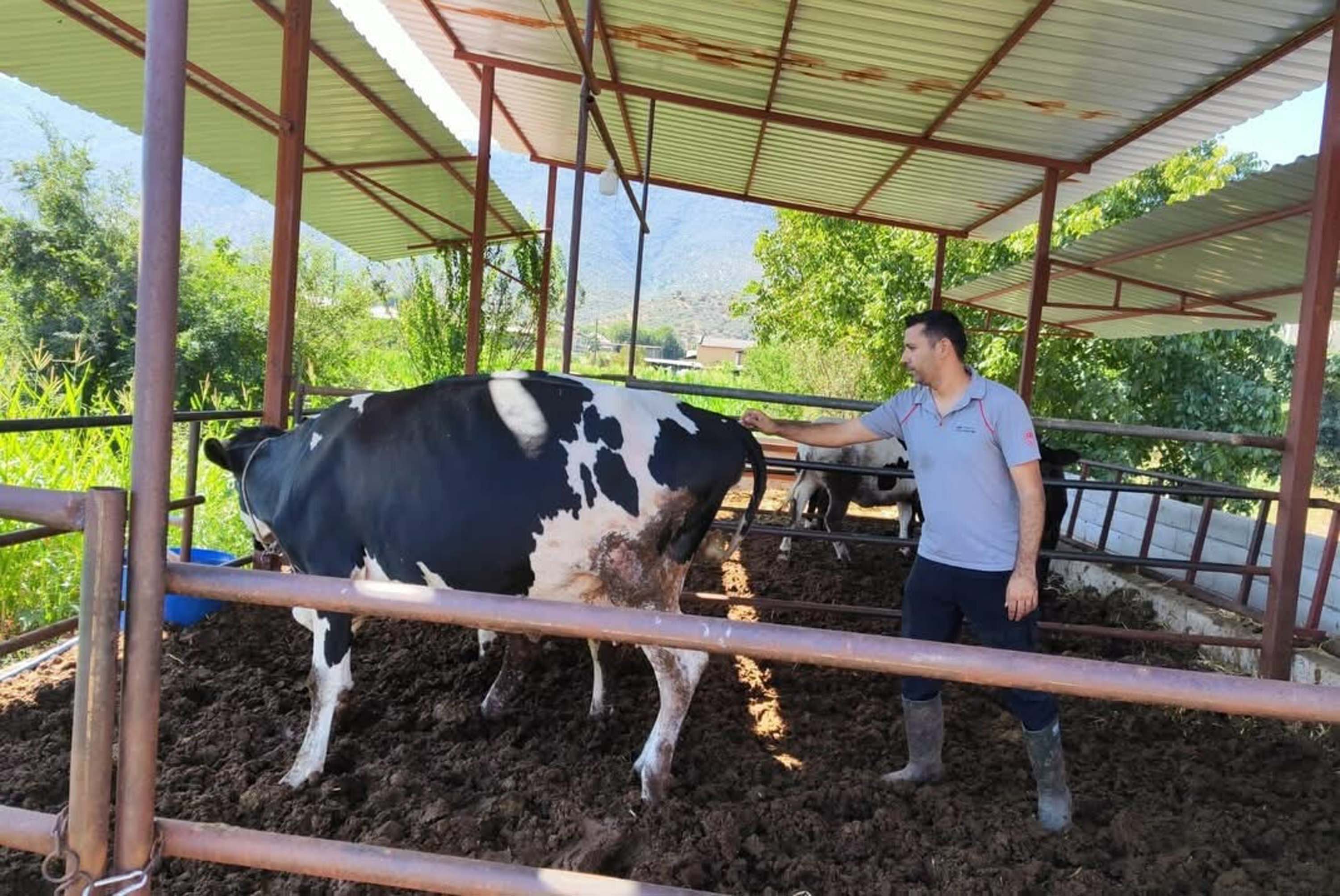 11 mahallede şap karantinası