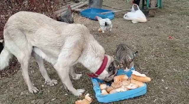 Kedi-köpek dostluğunun sırrı ortaya çıktı