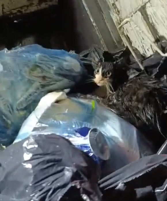 Kedinin ağzını bağlayıp çöpe attılar