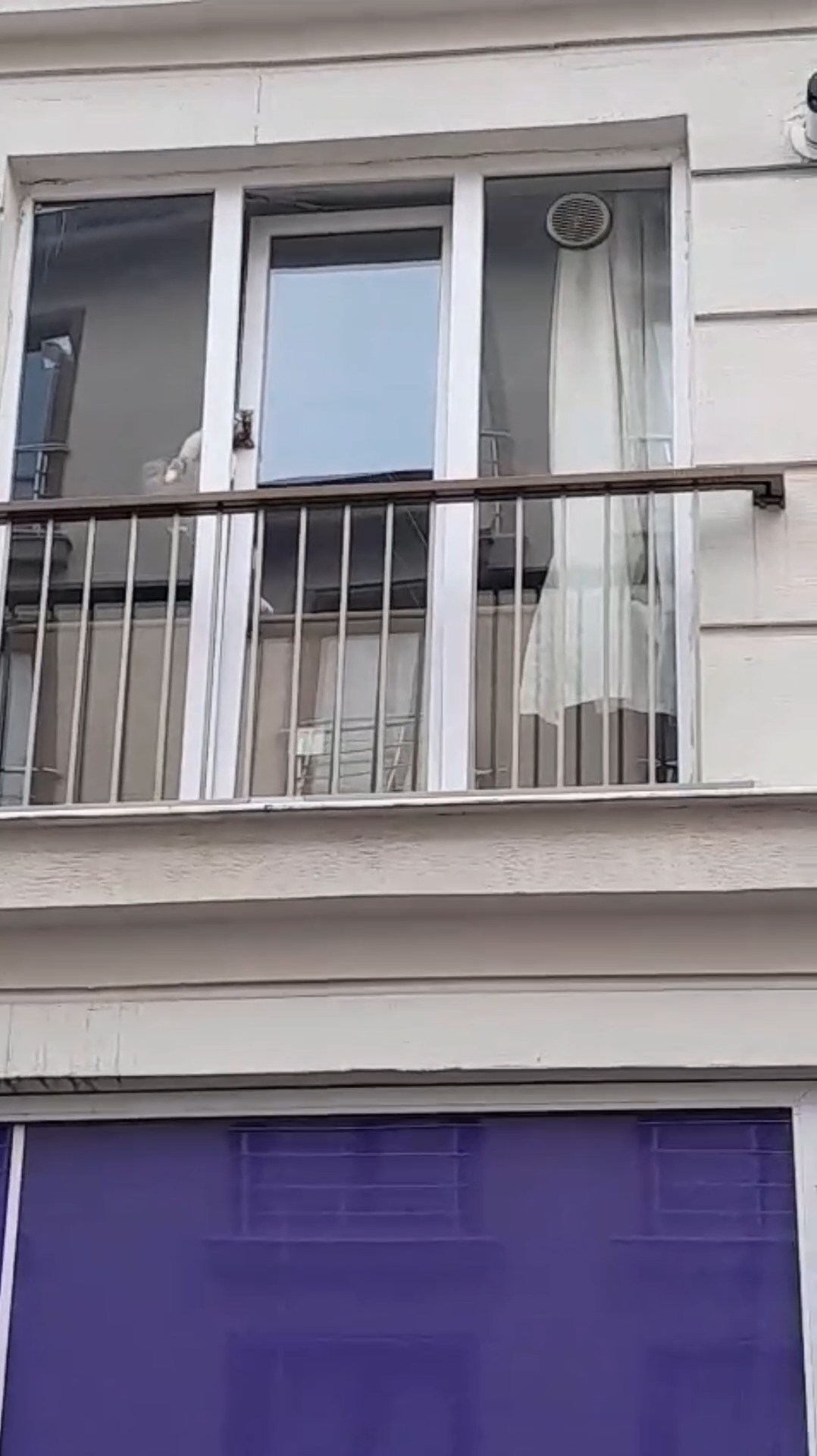 Başı pencereye sıkışan kedi için kurtarma operasyonu