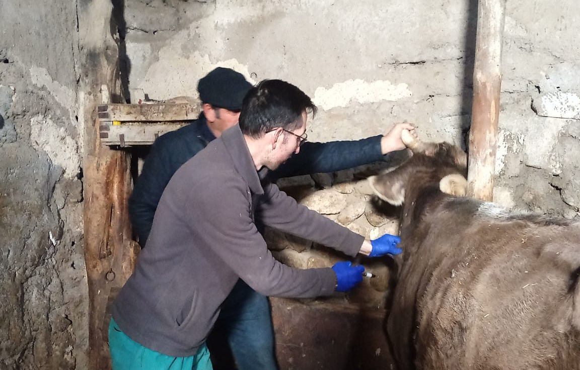 Sivas’ta şap hastalığına karşı koruma kalkanı güçleniyor