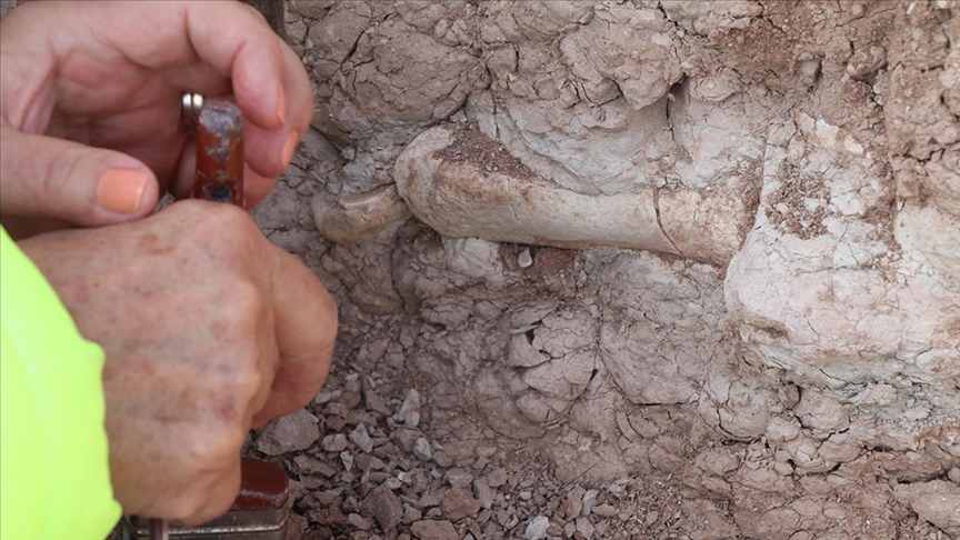 200 fosil çıkarıldı