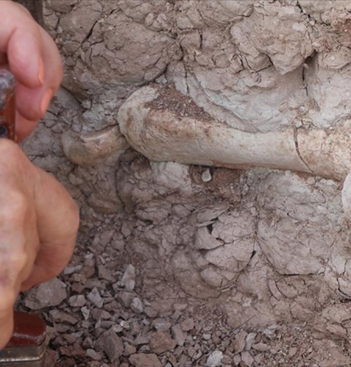 200 fosil çıkarıldı