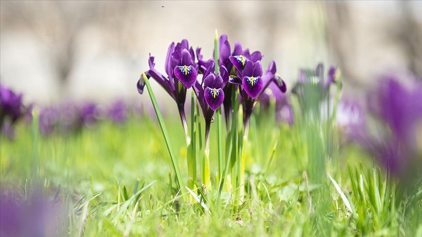 İhracatı yasak ve kotaya tabi doğal çiçek soğanları belirlendi