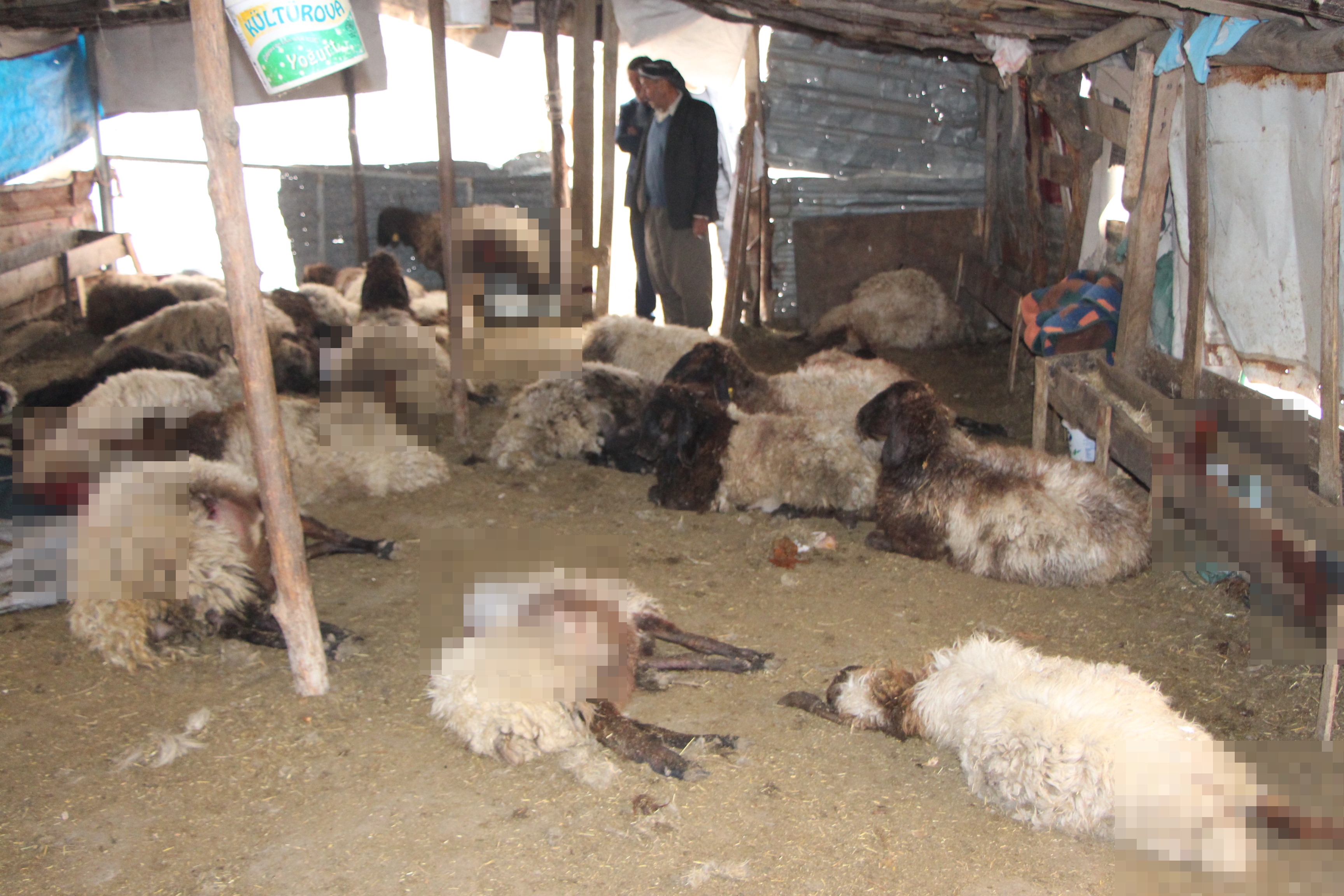 Sokak köpeklerinin saldırdığı 28 koyun öldü