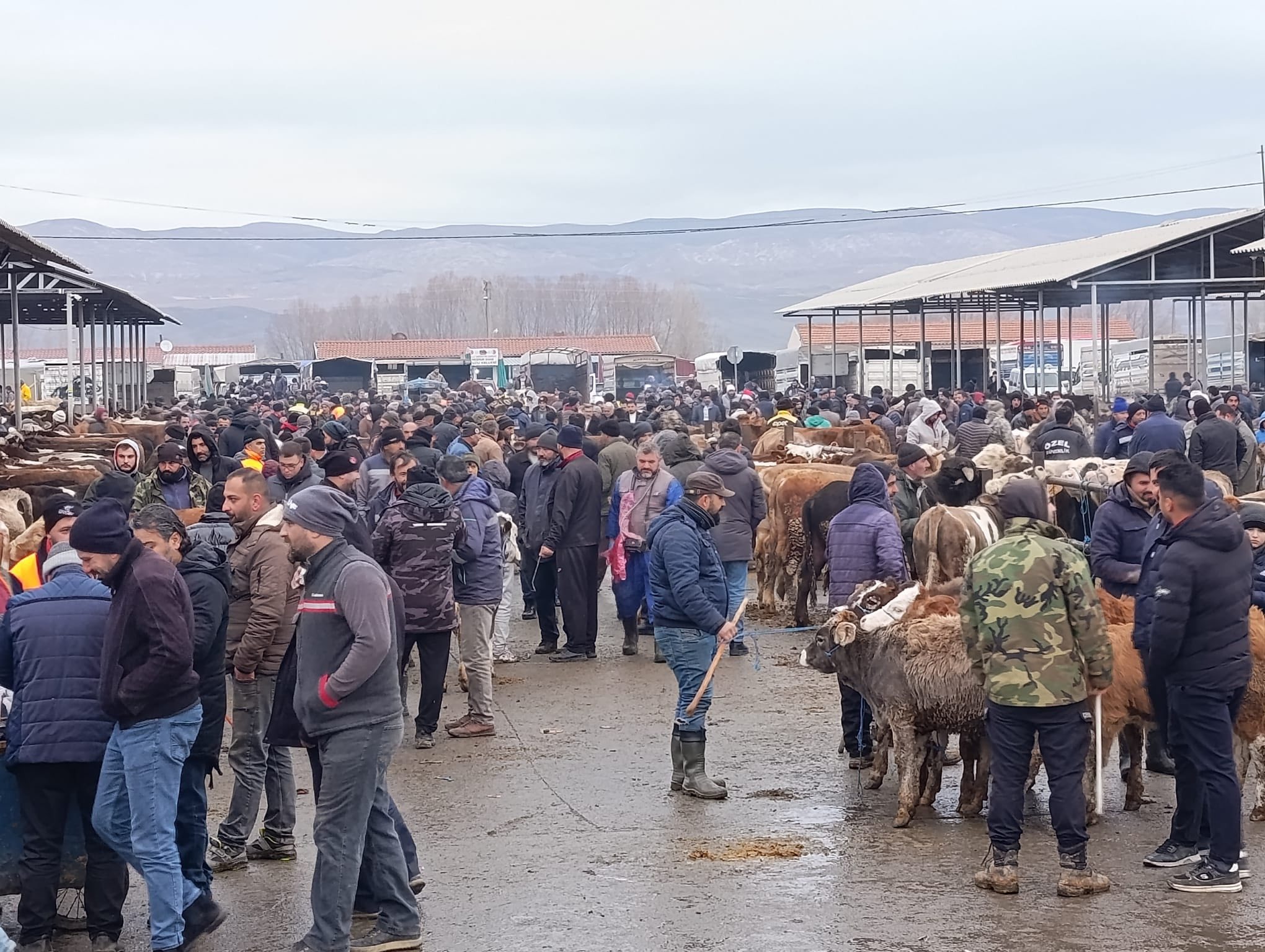 Şarkışla’da Hayvan Pazarı kapılarını tekrar açtı