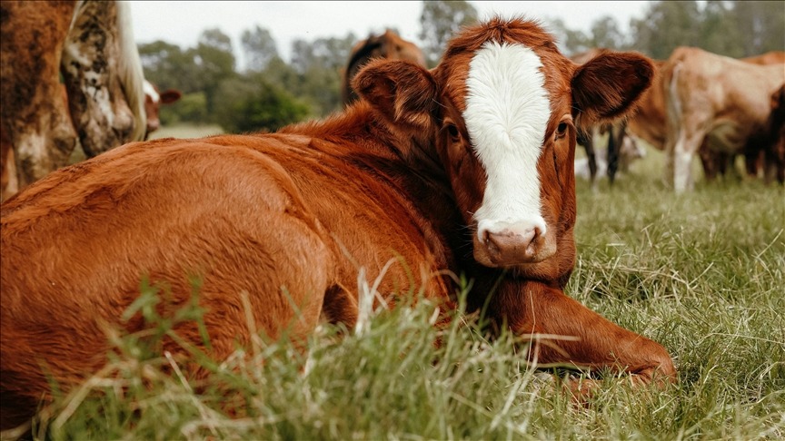 Damızlık hayvancılığa yeni şart! Bu izin olmadan tohumlama yasak