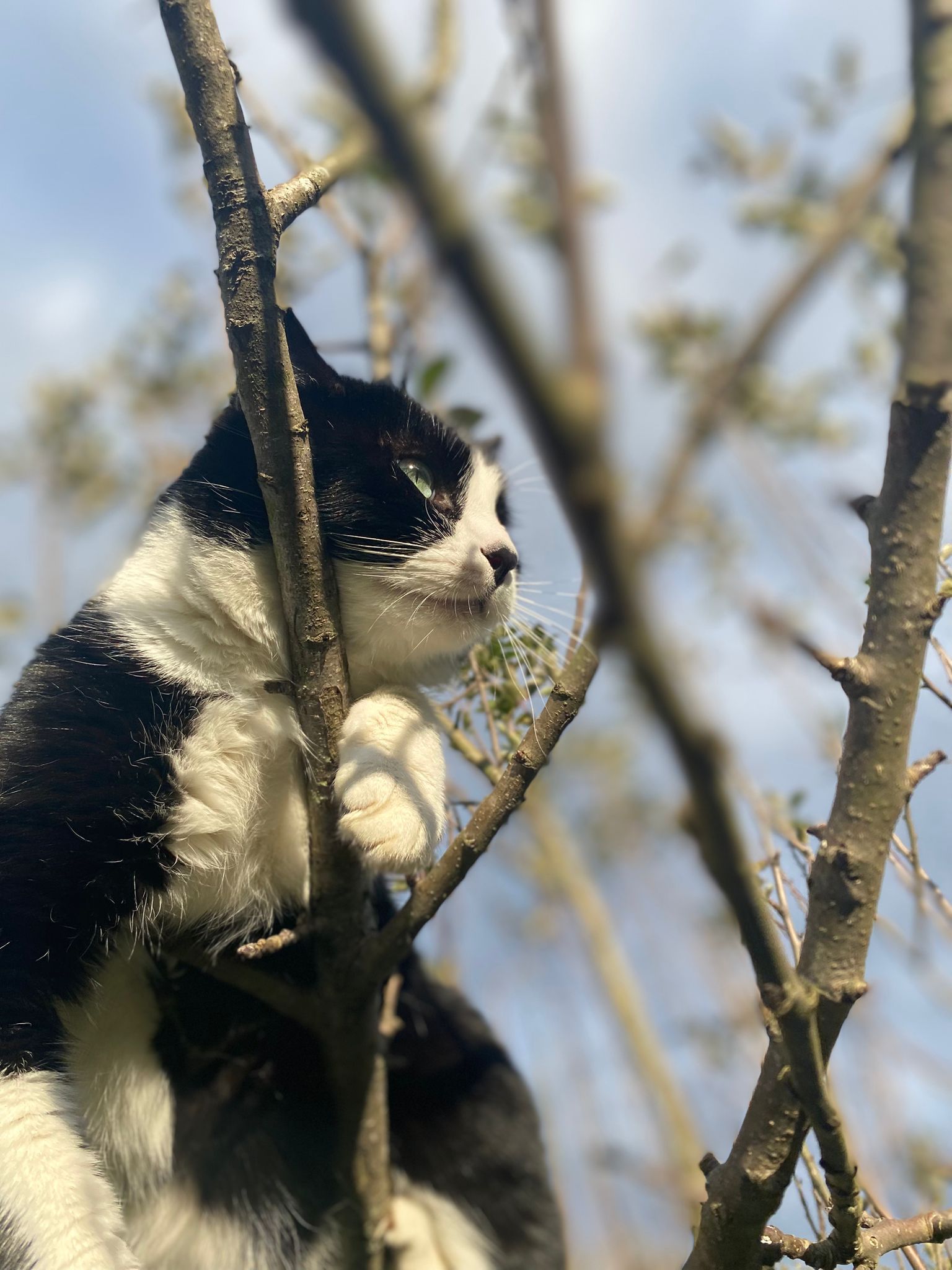 Dünyada 1 milyara yakın kedi var!