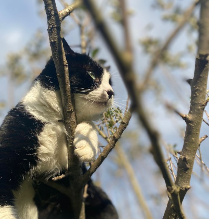 Dünyada 1 milyara yakın kedi var!