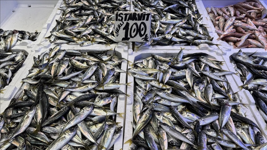 Hamsi ve istavrit 100 liradan satılıyor