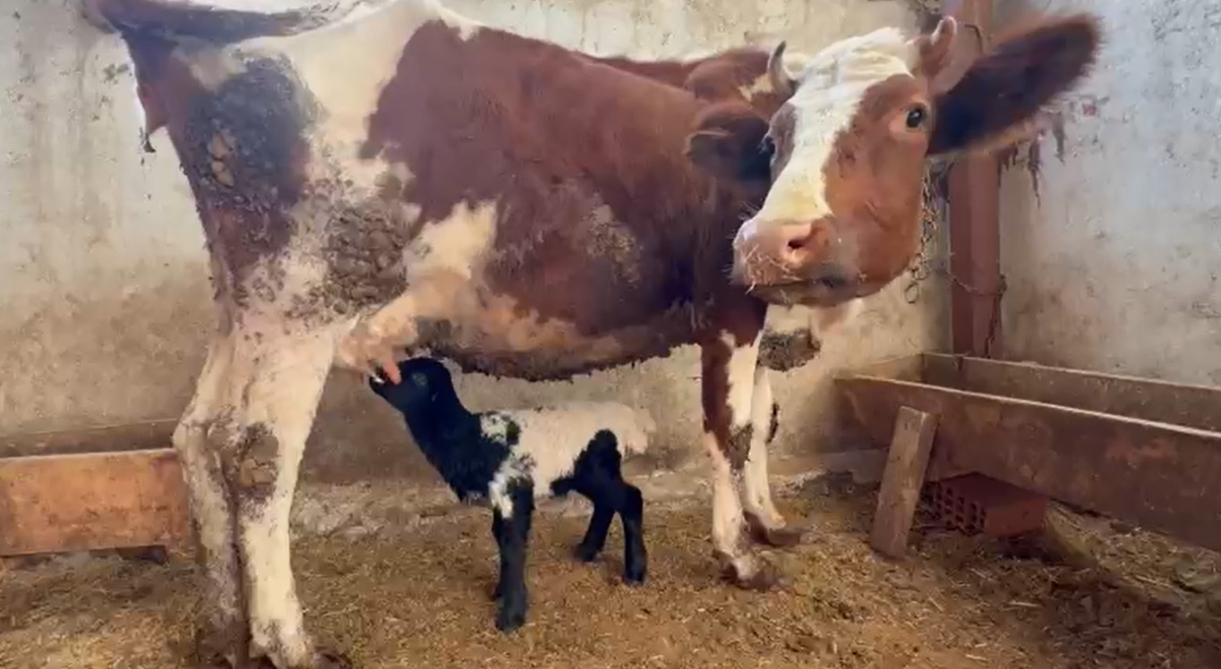 Annesi ölen kuzuyu inek emziriyor