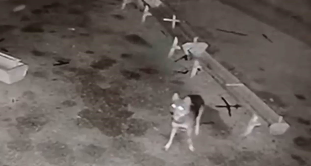 Ağıla giren kurt, 2 koyunu telef etti