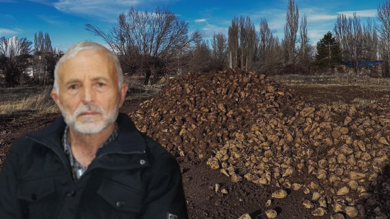 Sivas'ta domuzlar bayram ederken çiftçiler perişan! Amasya Şeker’e büyük tepki!