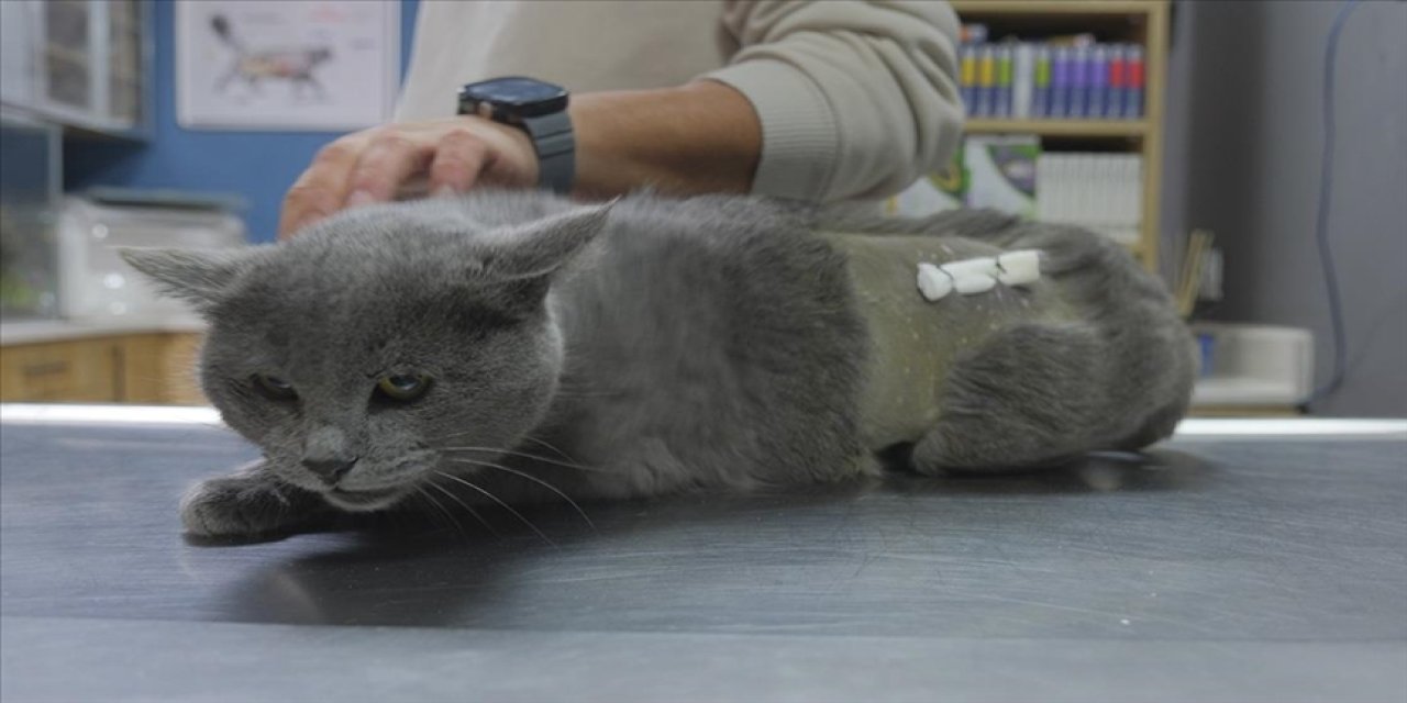 İştahsızlık şikayetiyle veterinere götürülen kedi herkesi şok etti!