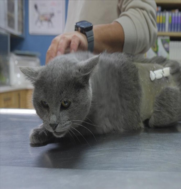 İştahsızlık şikayetiyle veterinere götürülen kedi herkesi şok etti!