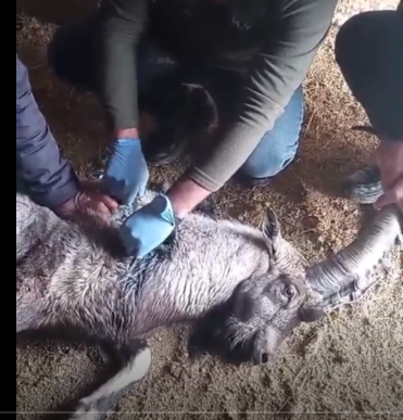 Sivas’ta yaralı yaban keçisi tedavi edilip doğaya salındı