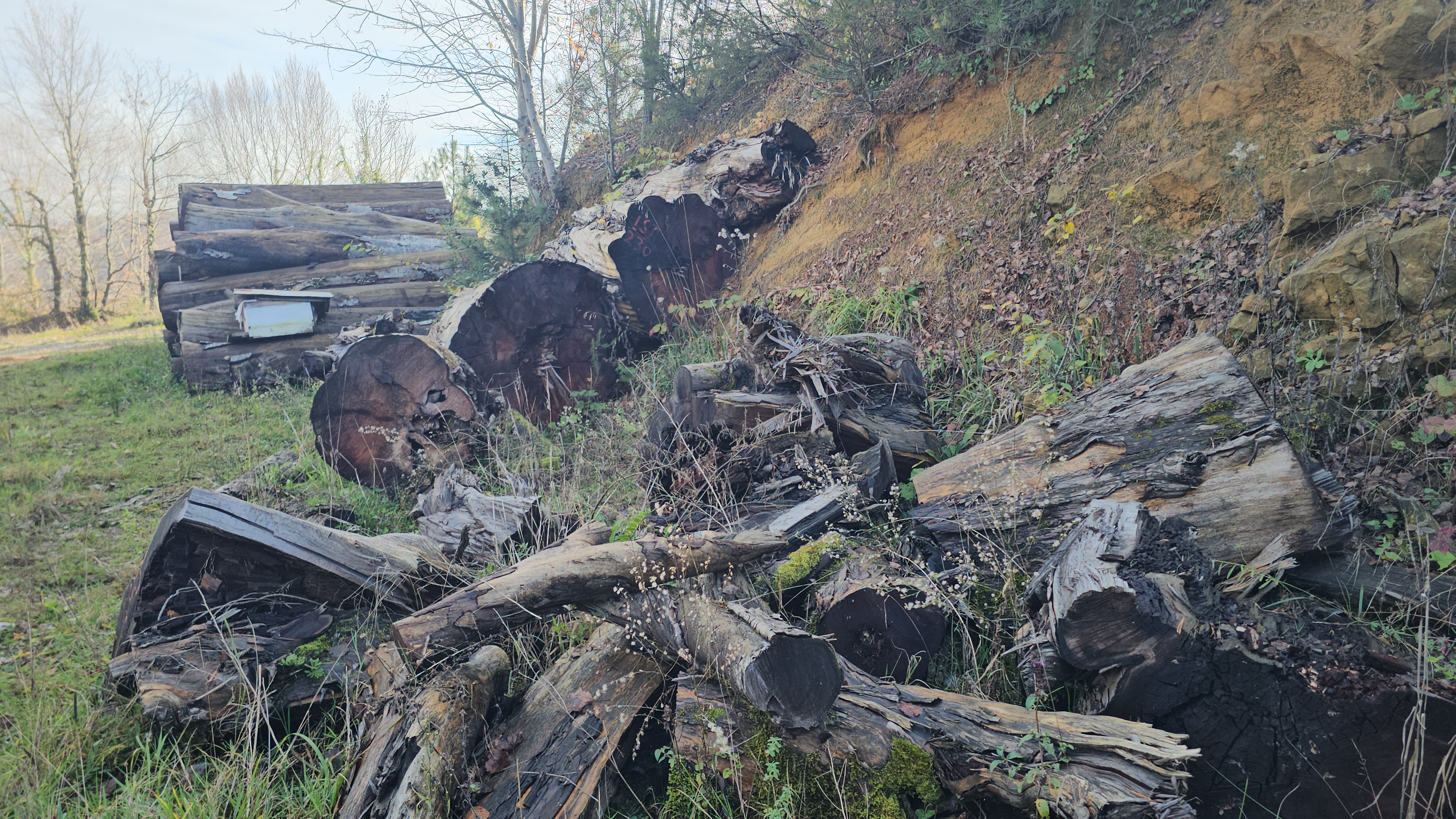 Bin 183 yaşındaki ağaç yakılmaktan kurtuldu, müzede sergilenecek